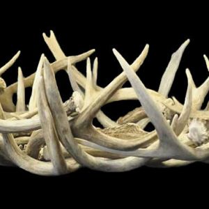 antler centerpiece