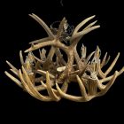 Single Tier Sphinx Whitetail Antler Chandelier featured product photo