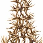 6 tier whitetail antler chandelier with 10 lights on a white background