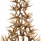 6 tier whitetail antler chandelier with 10 lights on a white background