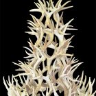 6 tier whitetail antler chandelier hanging on a black background, unlit, showing natural tan antler color