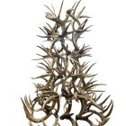 6 tier whitetail antler chandelier on a white background, unlit, showing natural tan antler color and full tiered shape