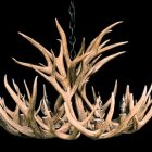 Shoshone Mule Deer Antler Chandelier alternate angle photo