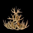Sphinx Whitetail Antler Chandelier with fourteen real whitetail antlers and six lights