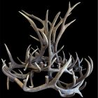 Gallatin Elk and Mule Deer Antler Chandelier shown from below with mounting chain and wiring visible