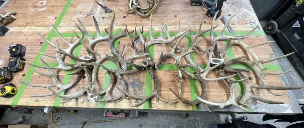 Customer's shed whitetail antlers laid out on the workbench to check measurements and balance before the build