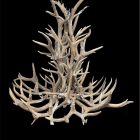 Salish Elk & Mule Deer Antler Chandelier studio photo on a black background