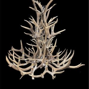 Salish Elk & Mule Deer Antler Chandelier studio photo on a black background