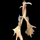 Heron Fallow Deer Antler Pendant Light 2-light fixture studio photo on black background