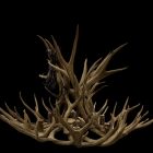 Shoshone Mule Deer Antler Chandelier antler detail on black background