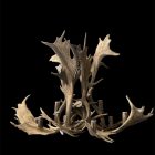 Glacier Single Tier Fallow Antler Chandelier studio photo on a black background