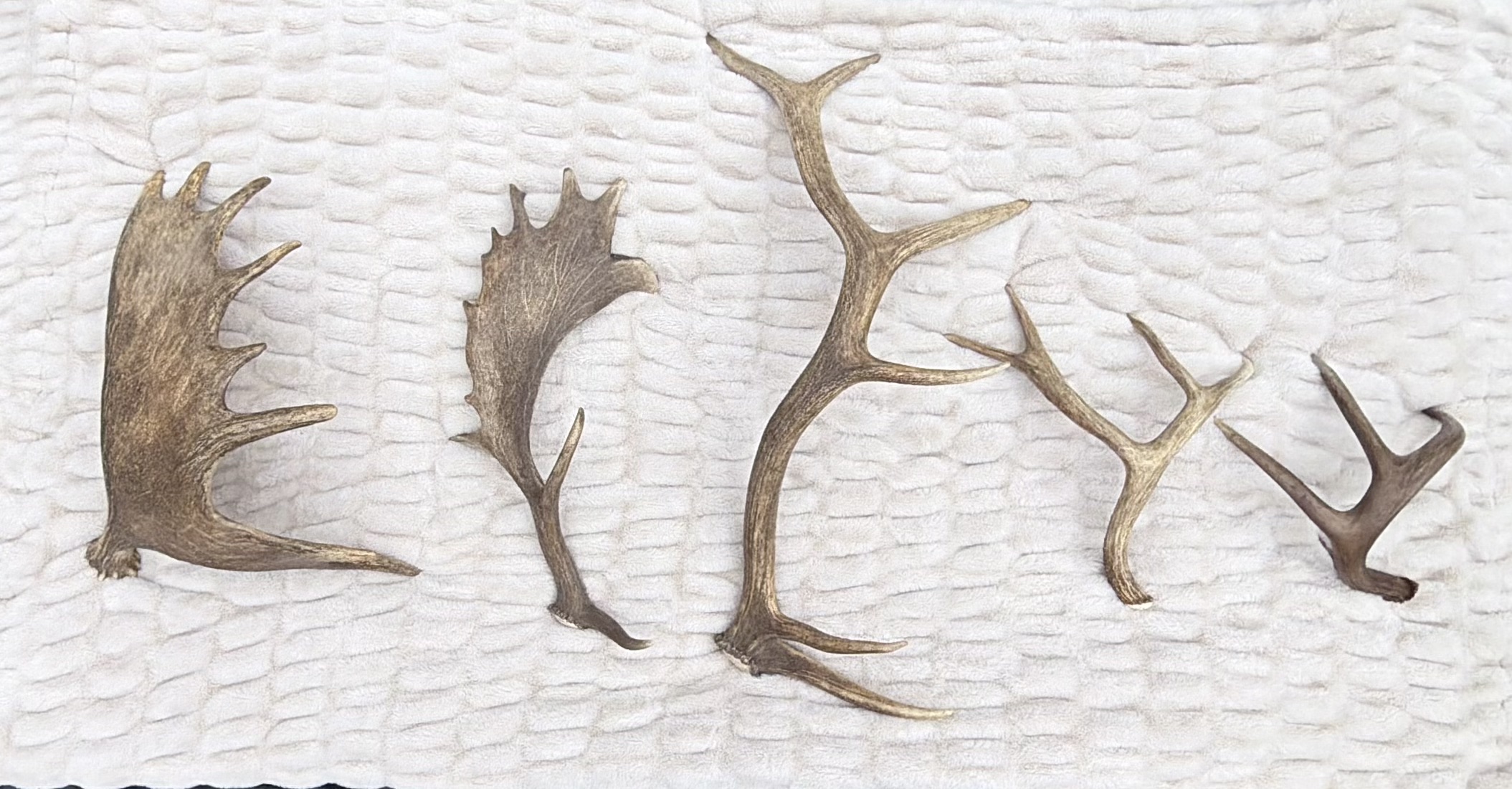 Antler Species Comparison: Moose, Fallow, Elk, Mule Deer and Whitetail Moose, fallow, elk, mule deer and whitetail antlers arranged for comparison