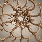 Looking up into the 6 tier whitetail antler chandelier, showing curved whitetail antlers spiraling out from the center