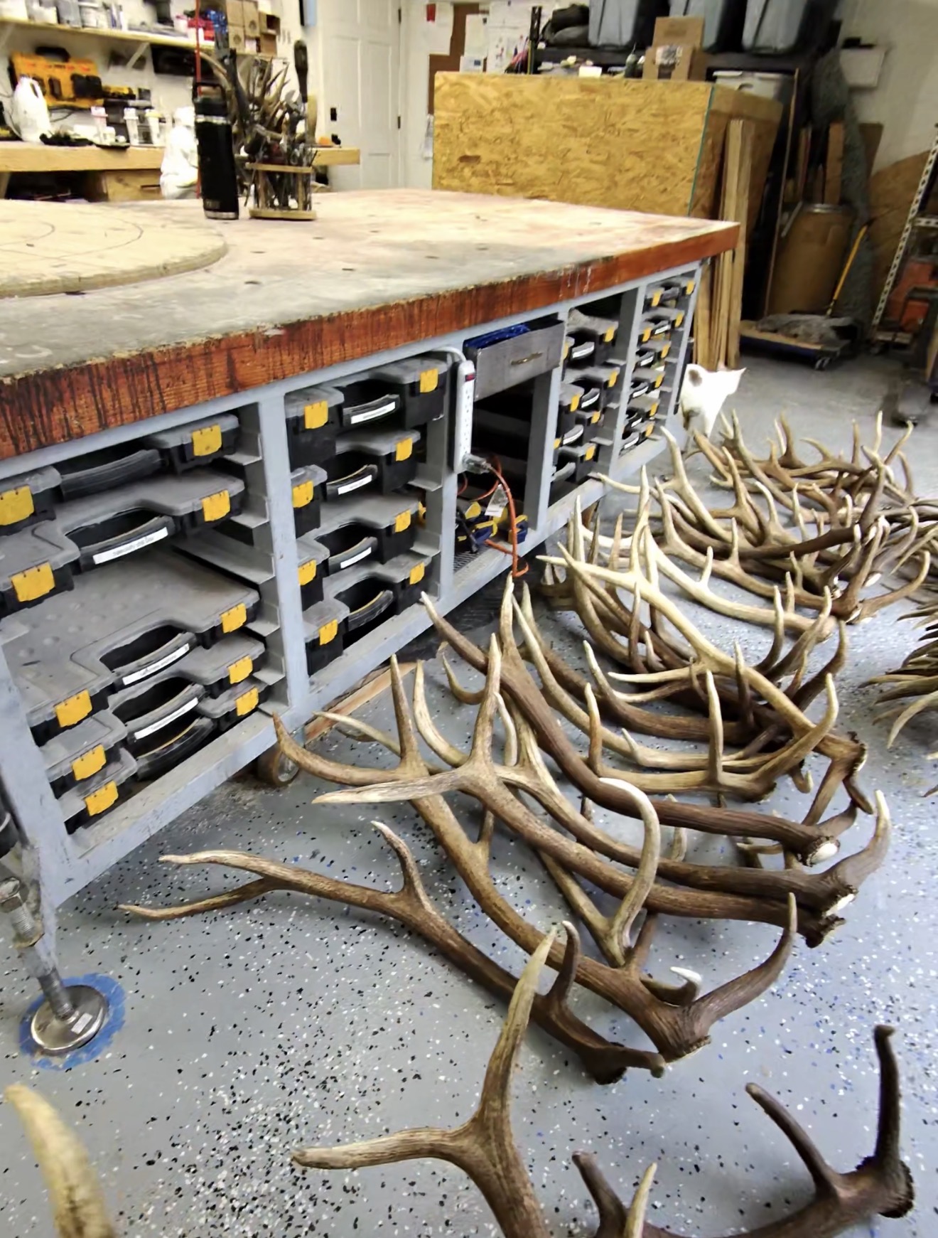 Loose antlers arranged on the workshop floor beside a workbench.