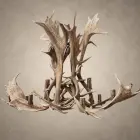 Glacier fallow deer antler chandelier unlit, showing the broad palmated fallow antler and candle sockets