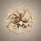 Two Tier Whitetail antler chandelier viewed from below, showing the spiral of whitetail antler around the center